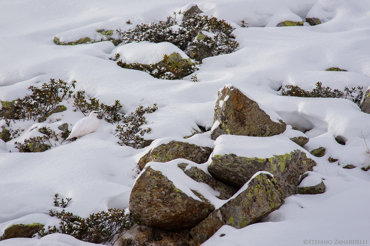 Mimetismo...Pernice bianca...