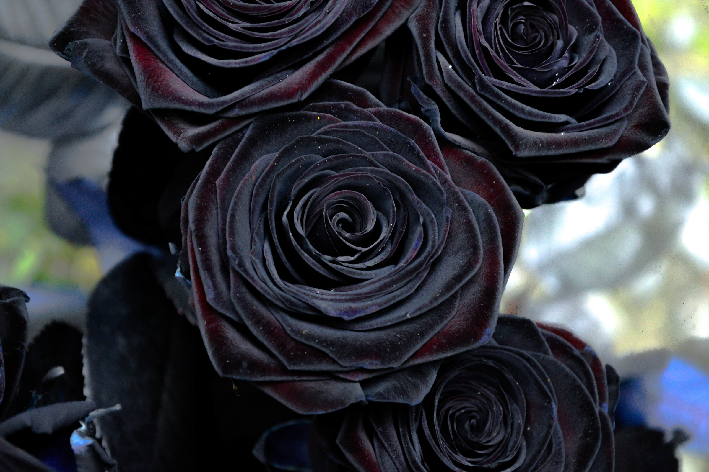 black roses