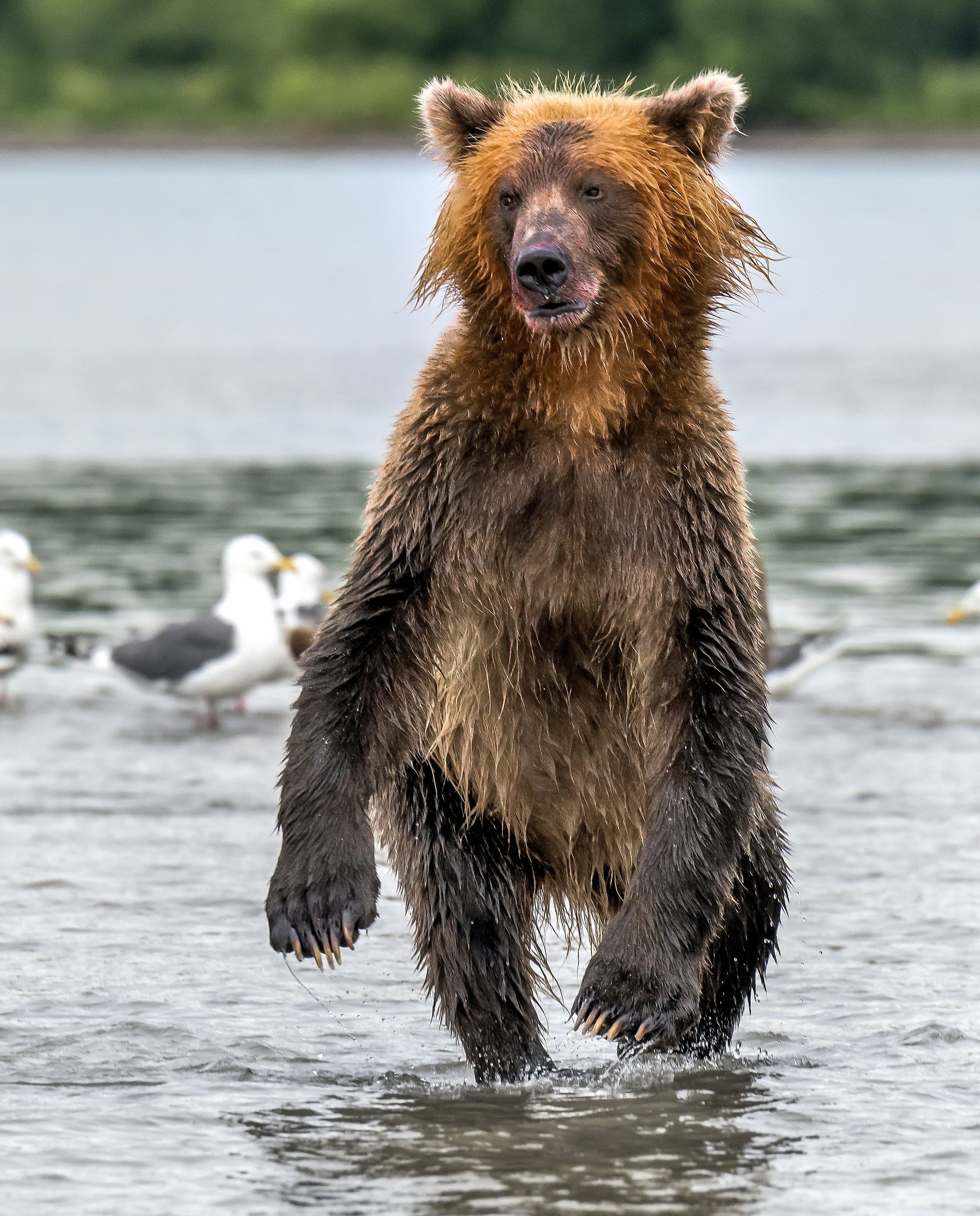 Kamchatka 2016 - Yogi