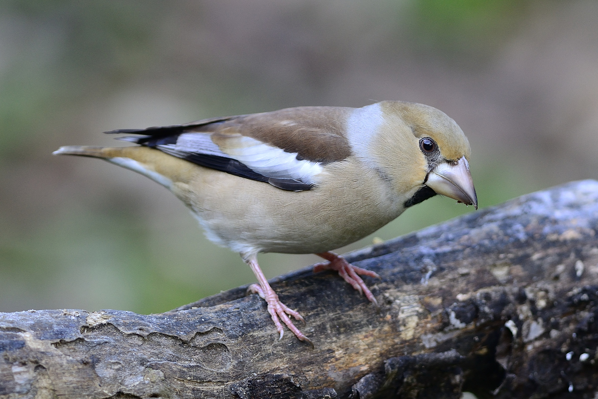 curious Grosbeak