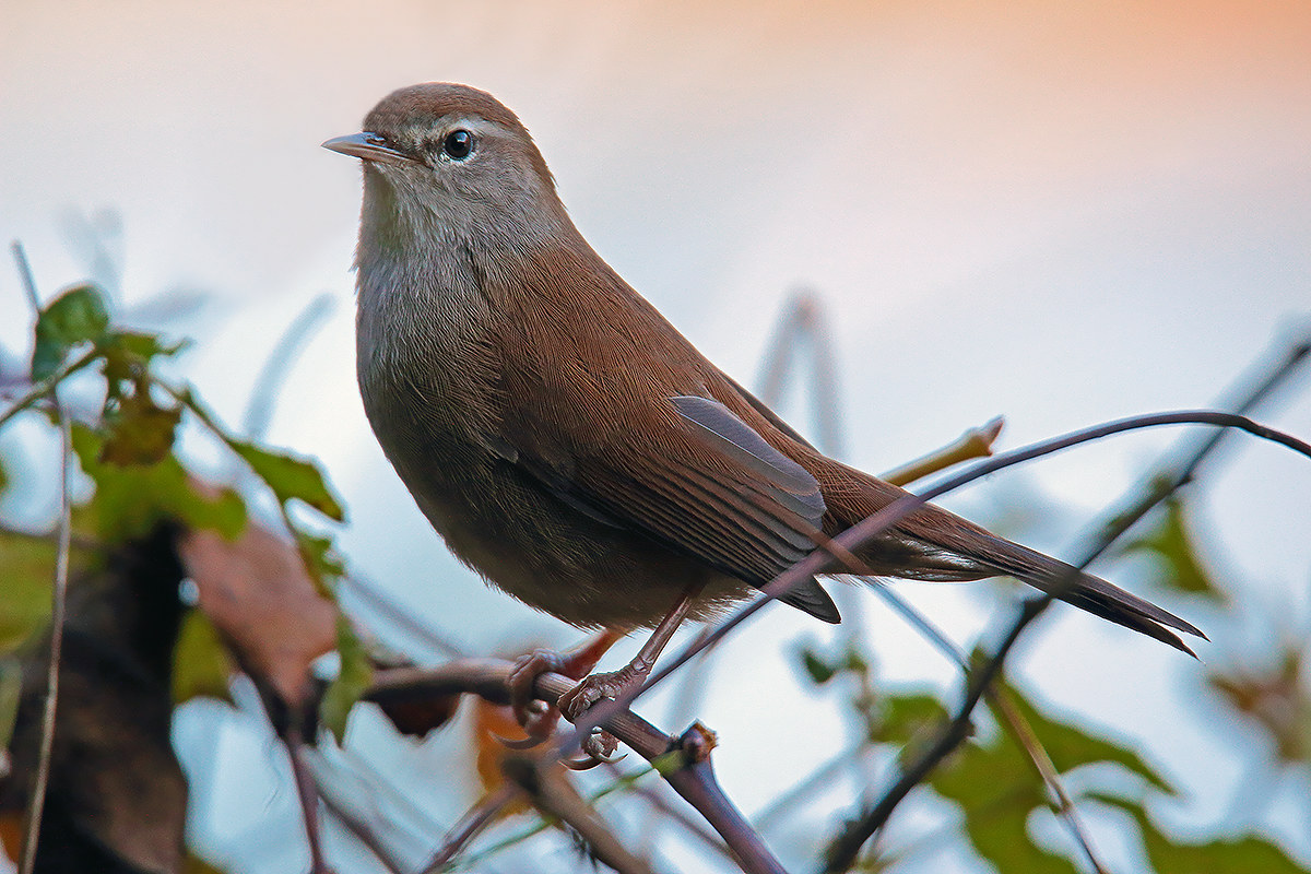 Cetti's warbler