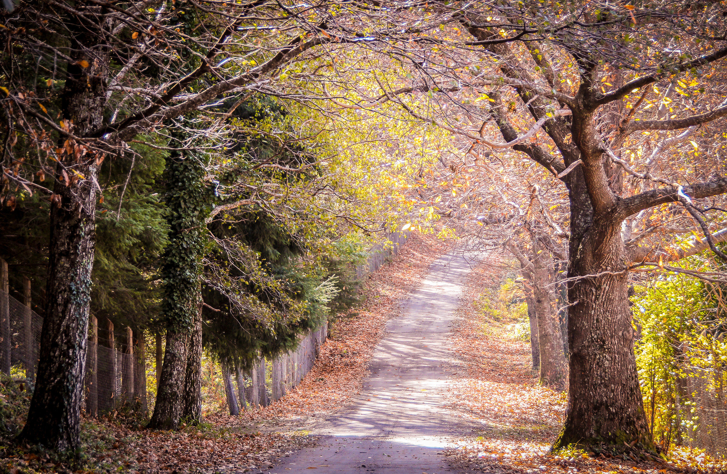 Autumn in Love...Sila. Calabria!
