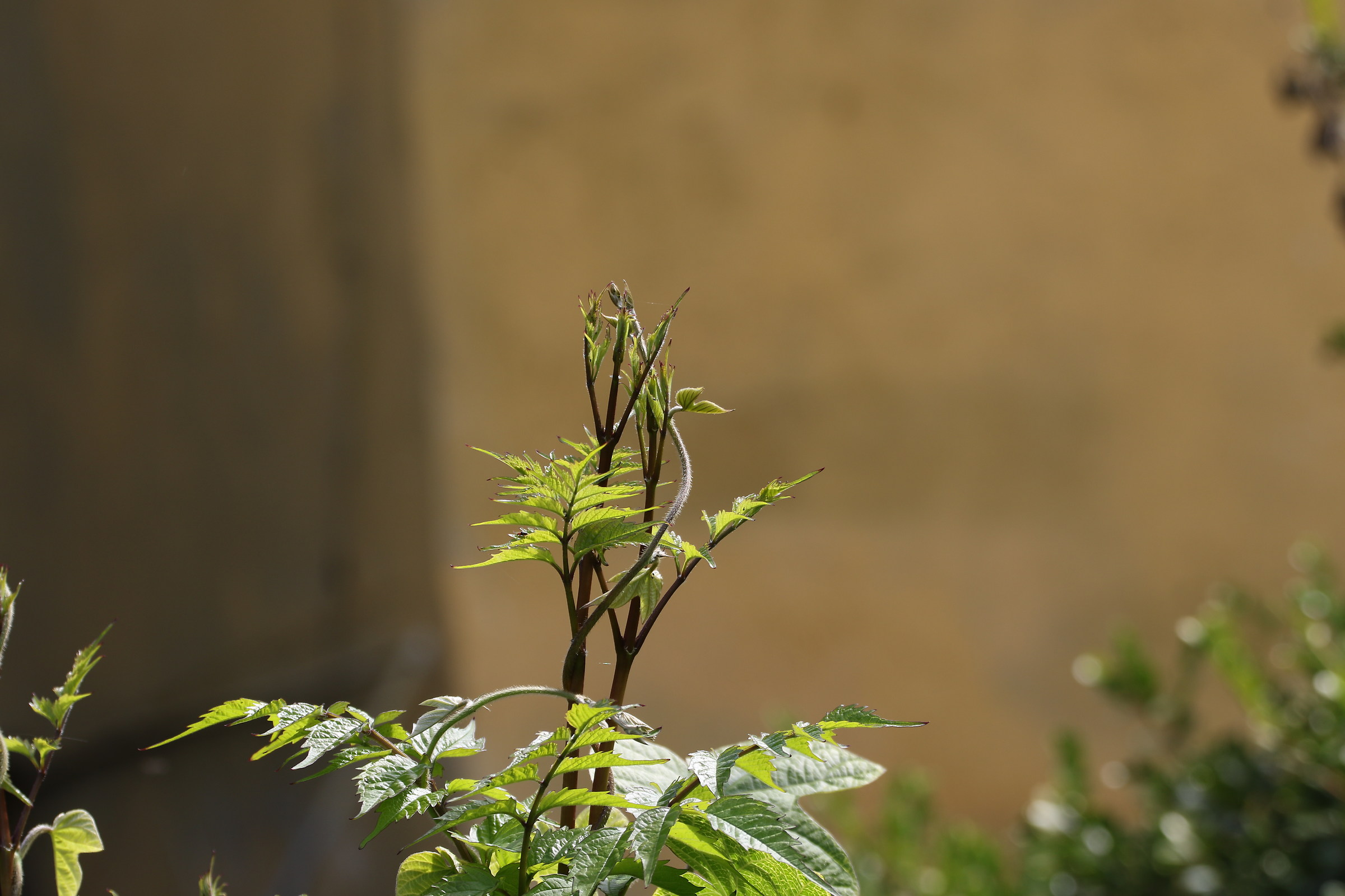 Due steli rampicanti intrecciati