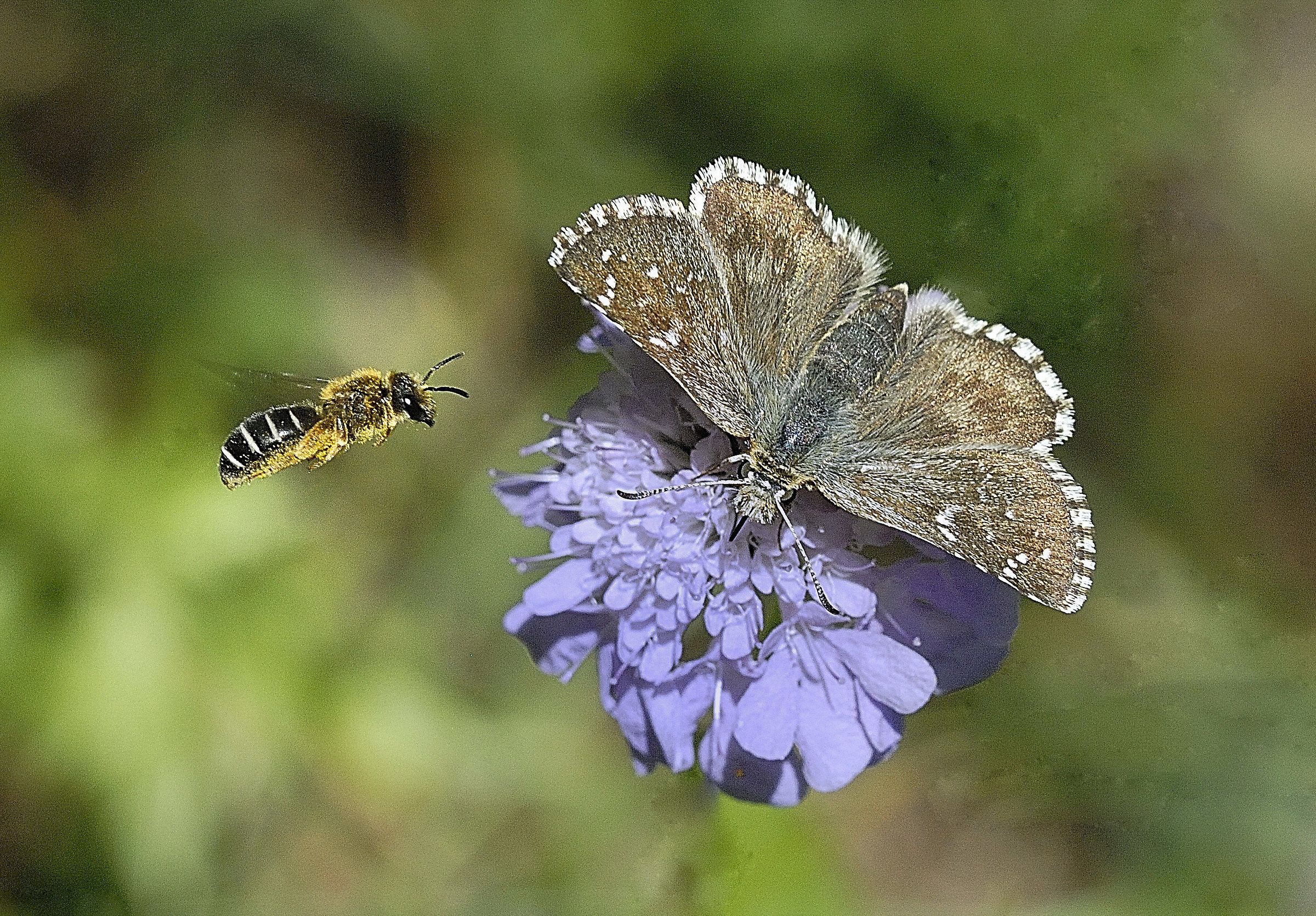 Excuse me lady butterfly, I can take a nap close to many att