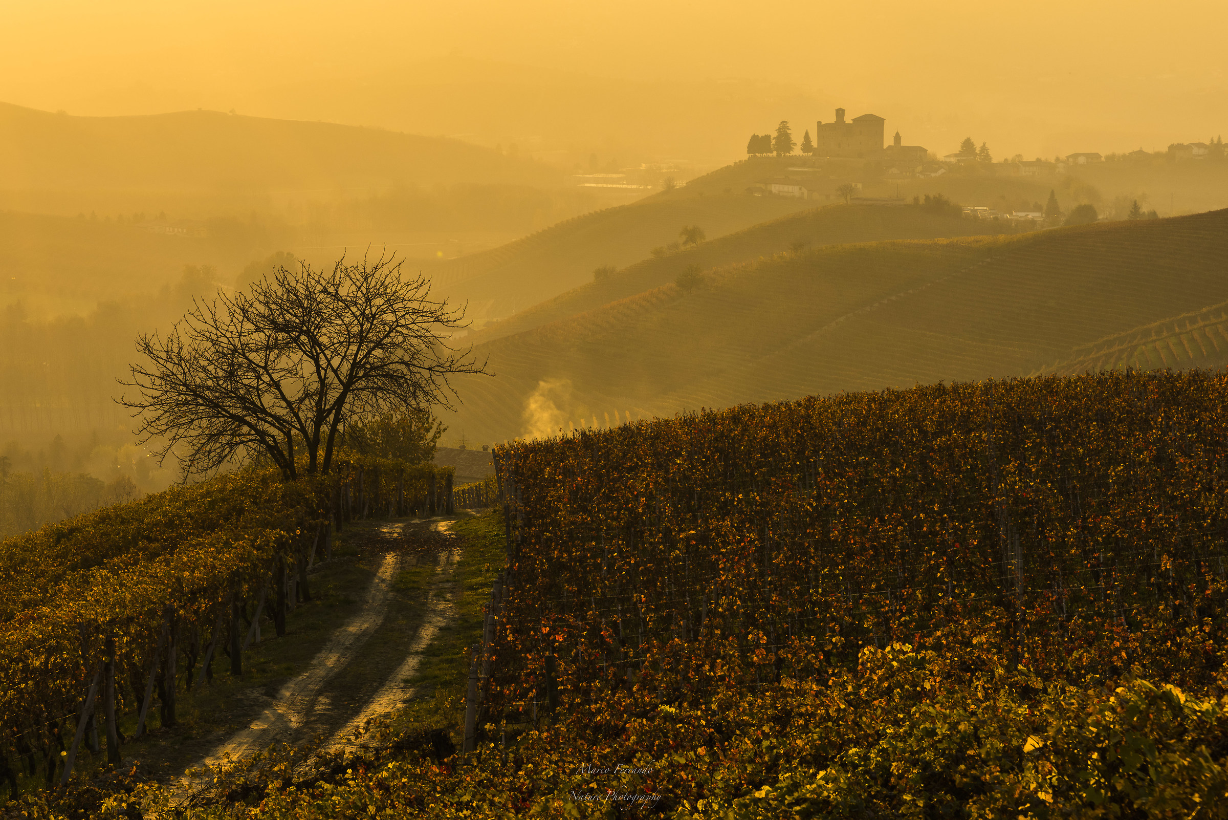 The end of autumn in Langa