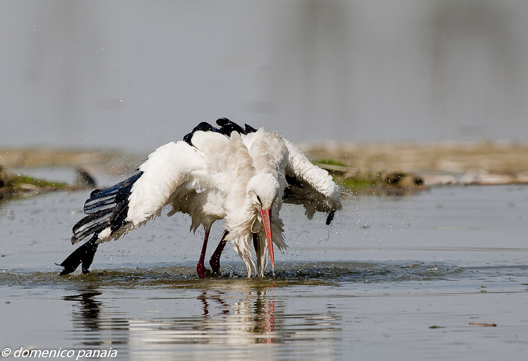 il bagno della cicogna (rivista e corretta)