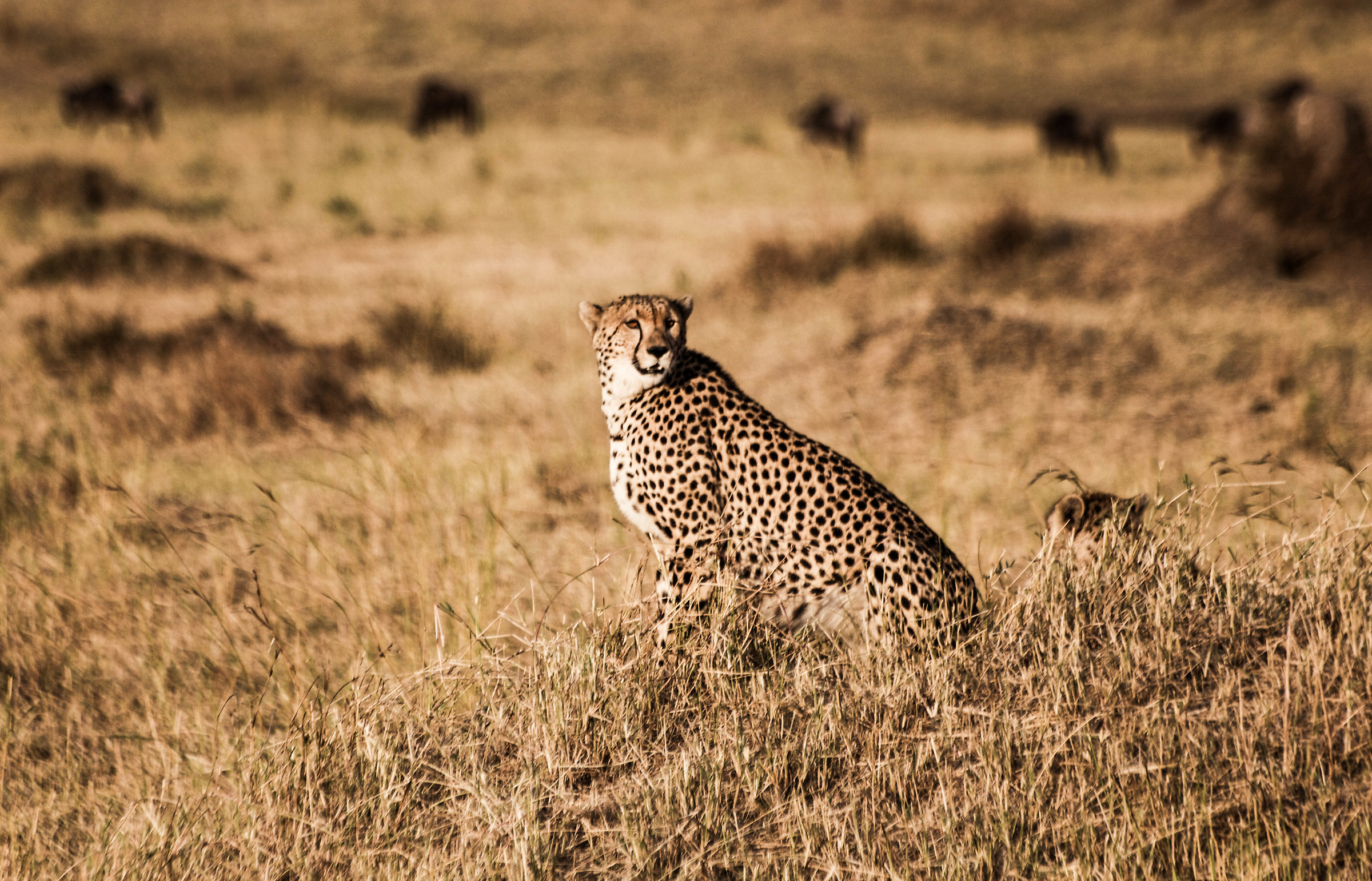 Prima della caccia...