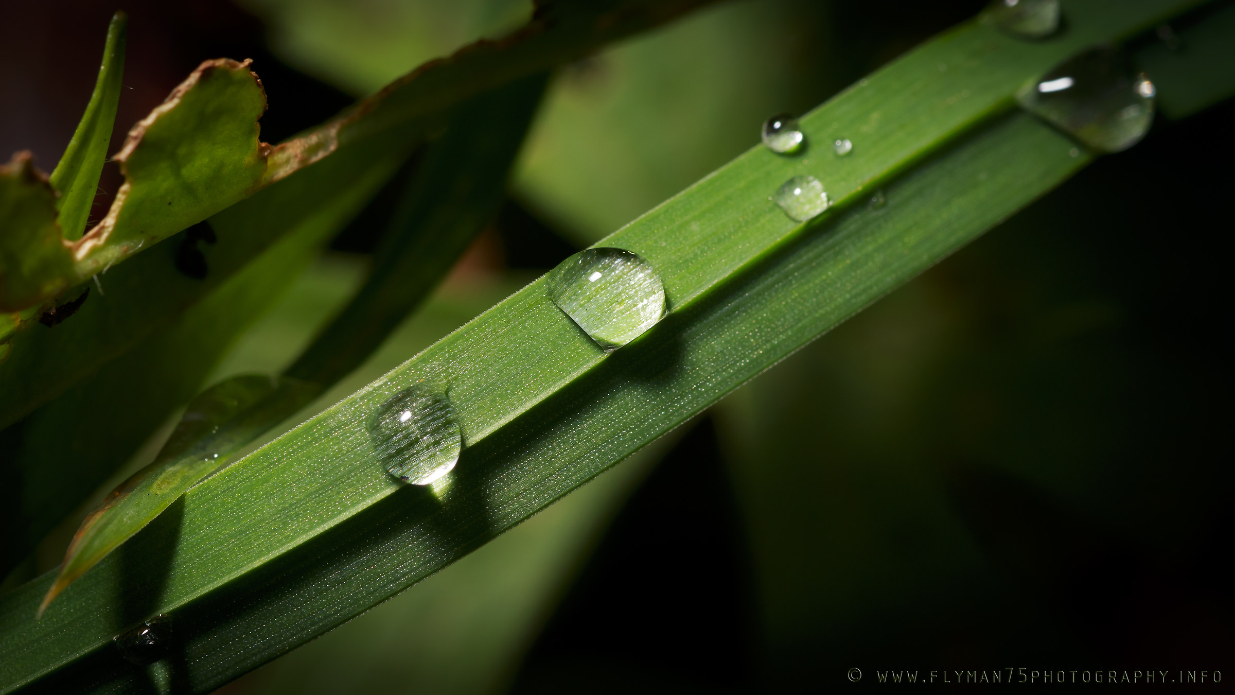 dewdrops