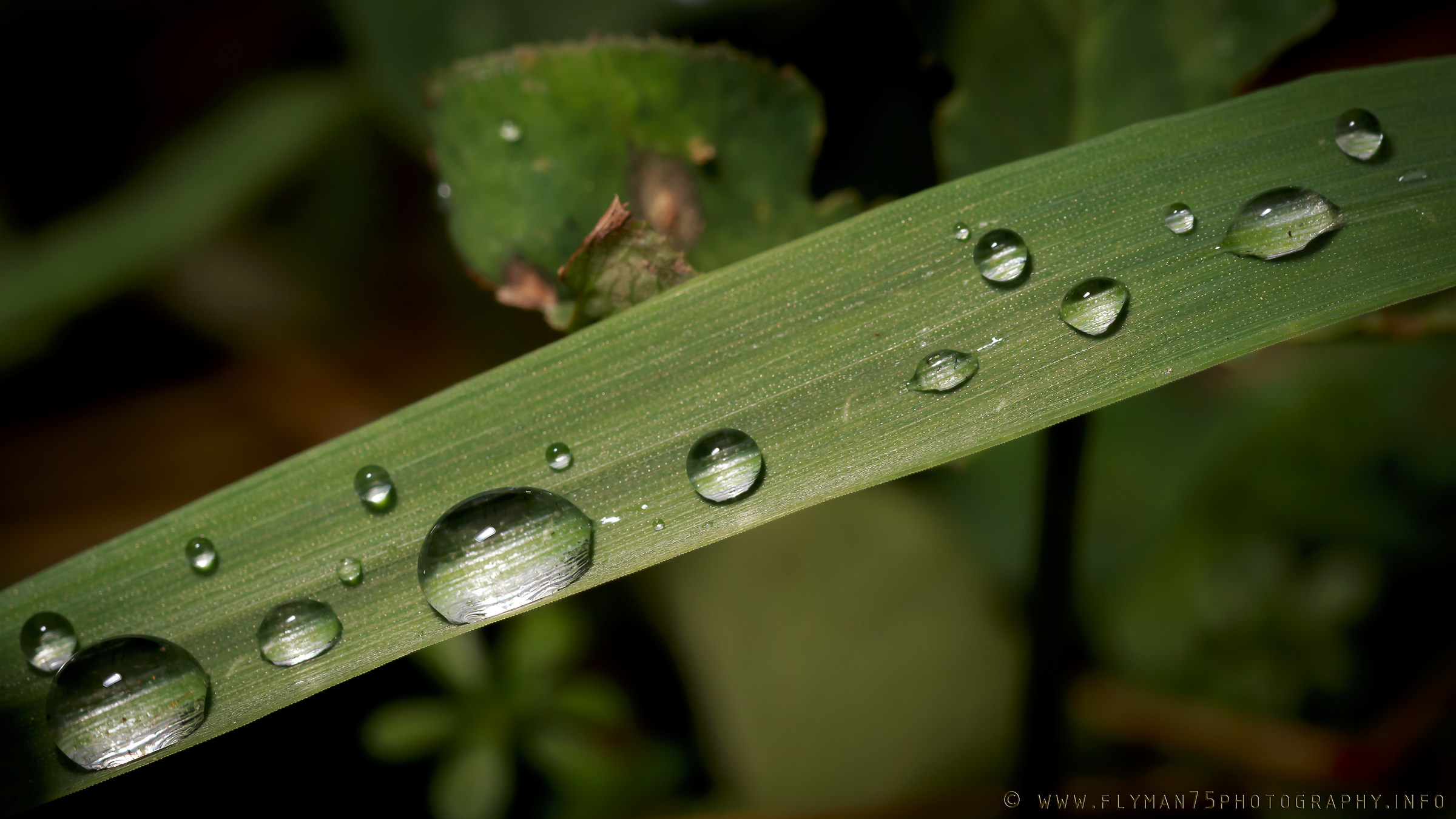 dewdrops