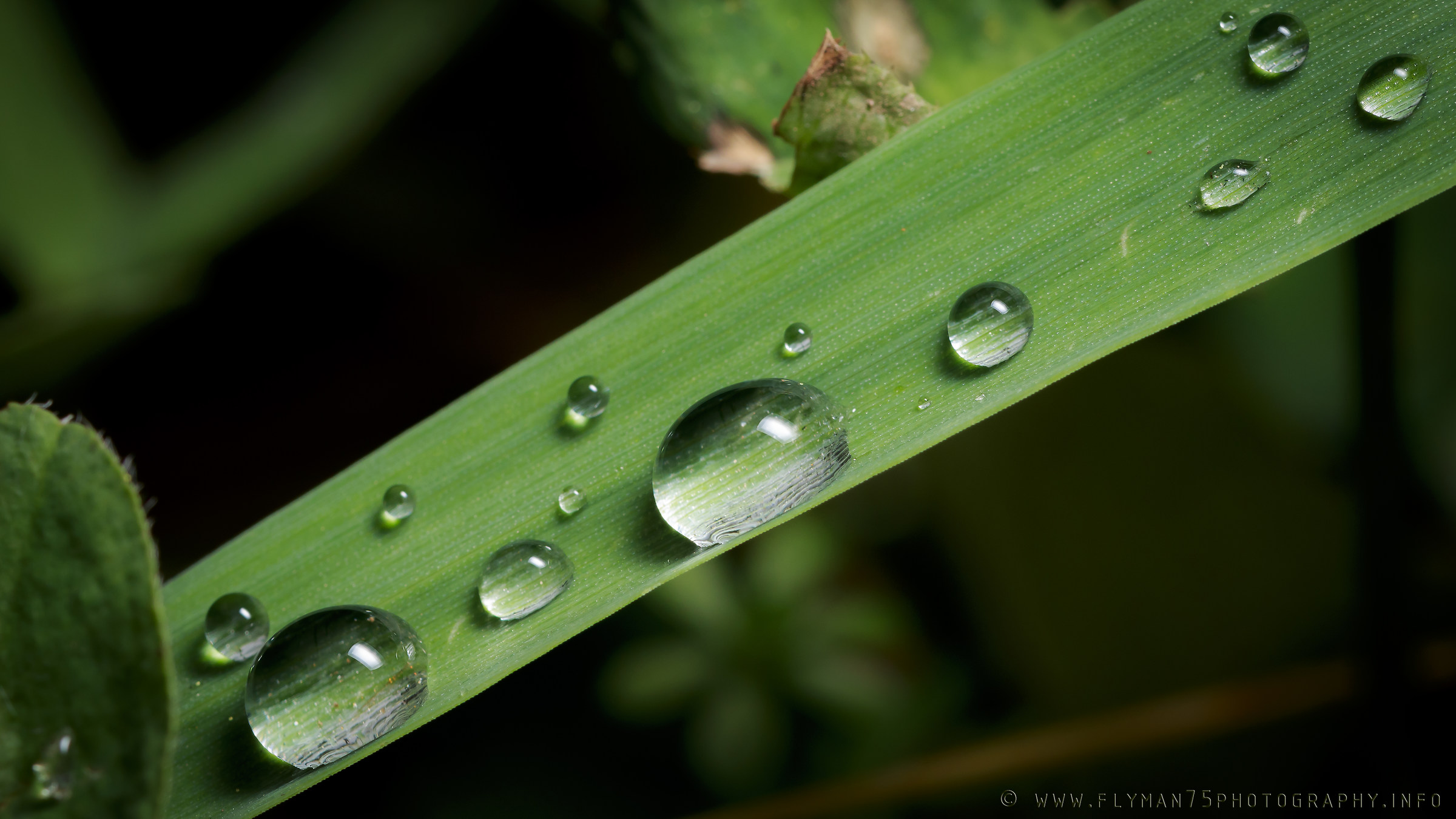 dewdrops