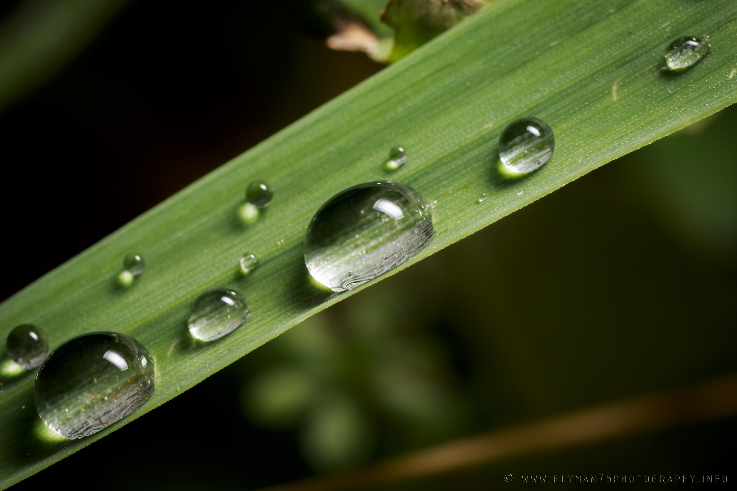 dewdrops