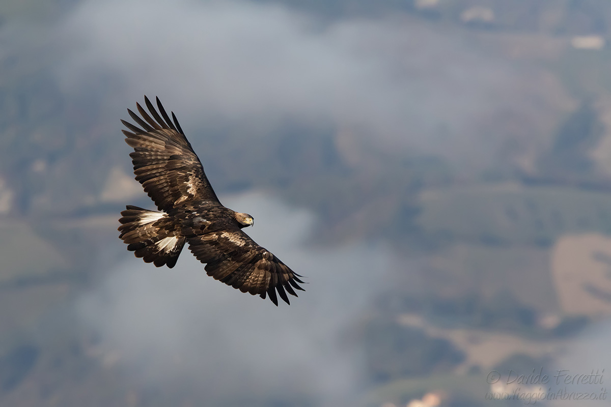 Golden Eagle