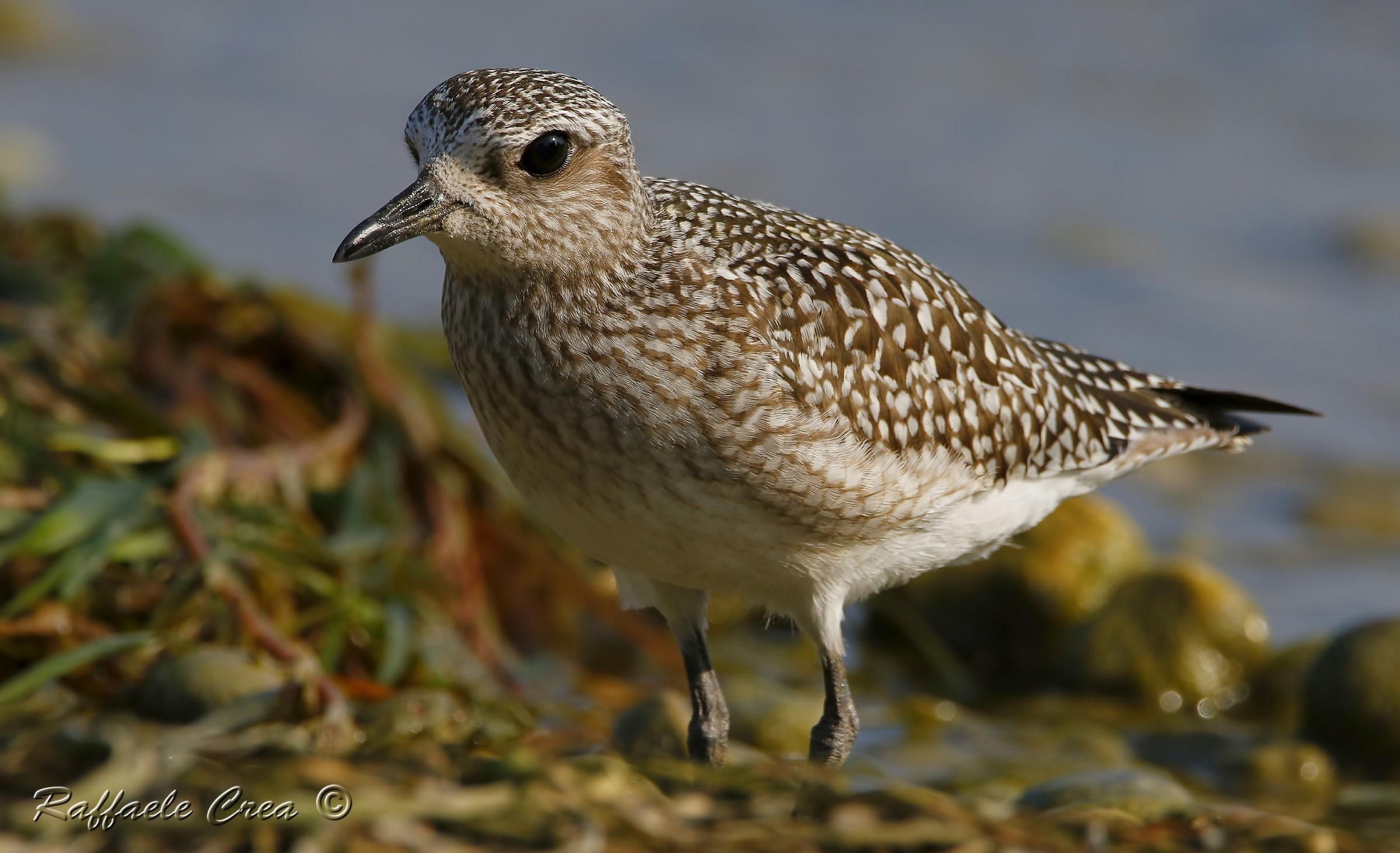 Grey Plover