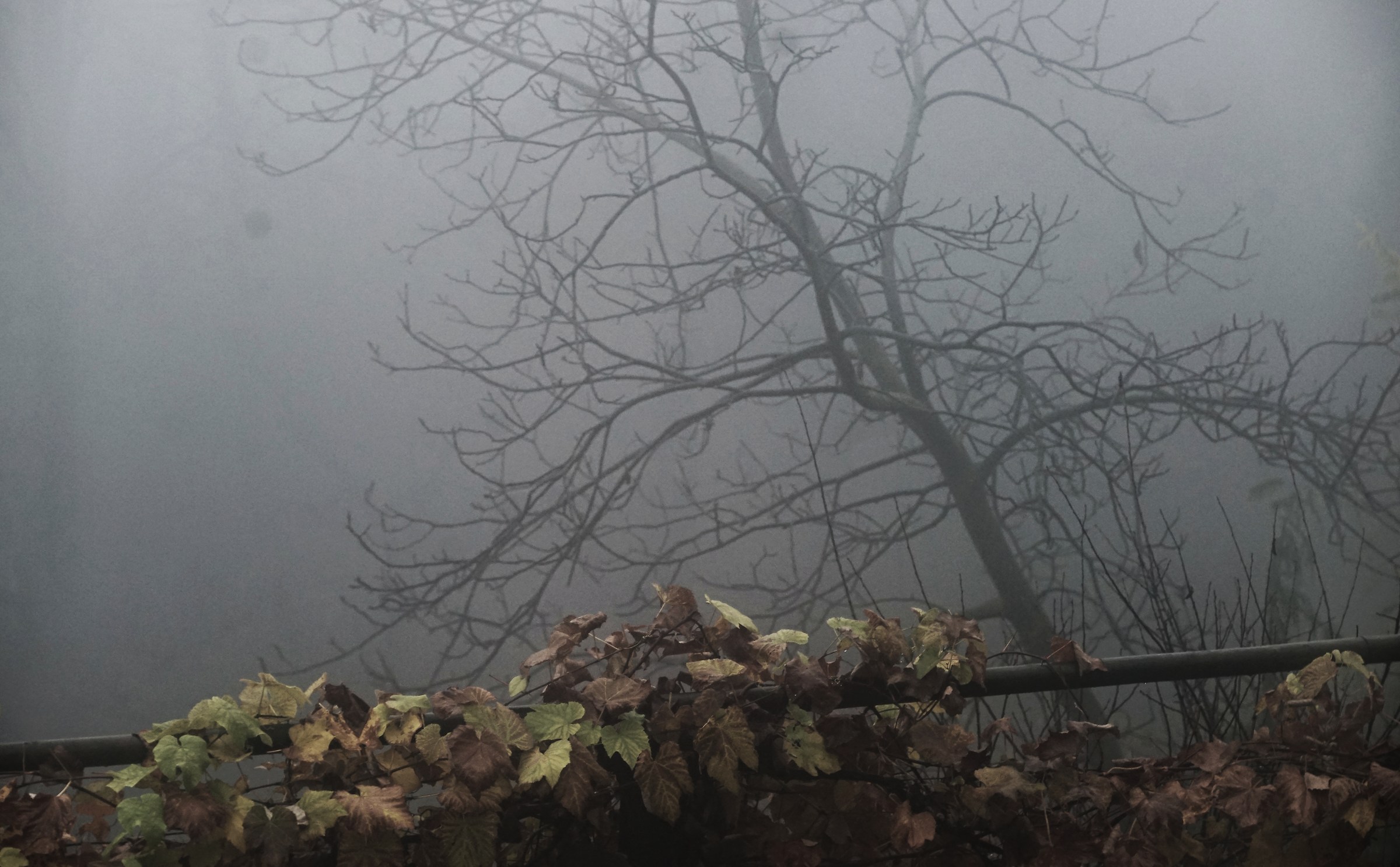 coming winter (15cm Zeiss Tessar f / 4.5, 1918)