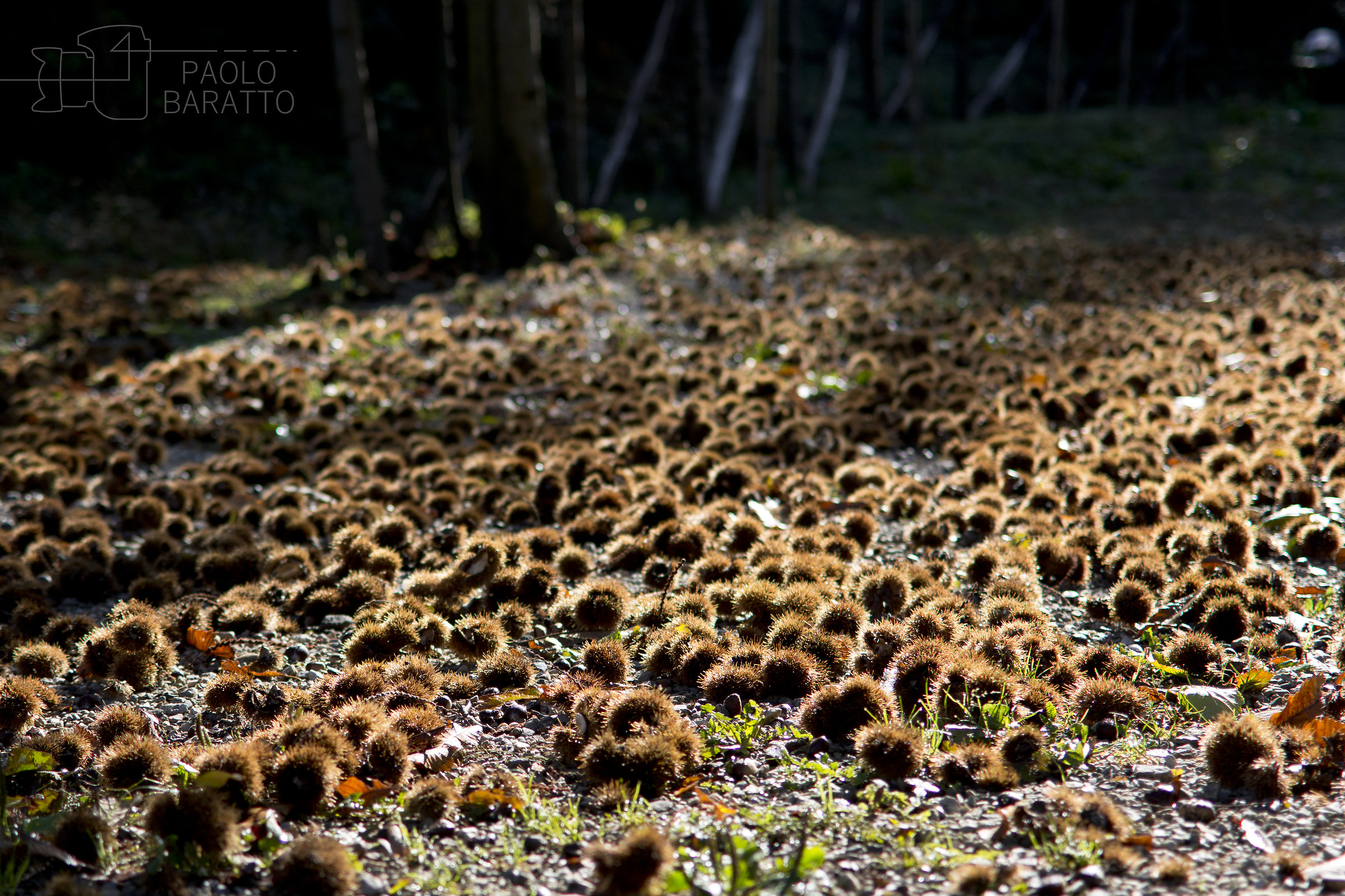 A blanket to what spinosa