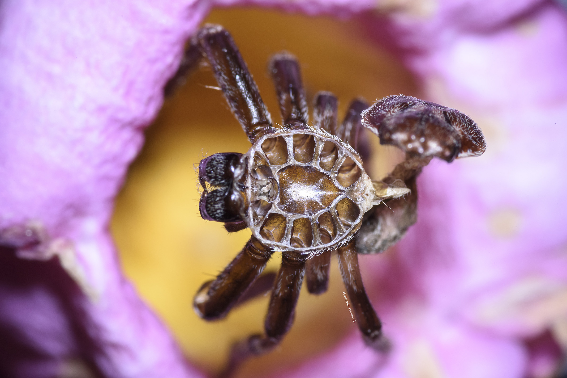 Exoskeleton posed spider on giore