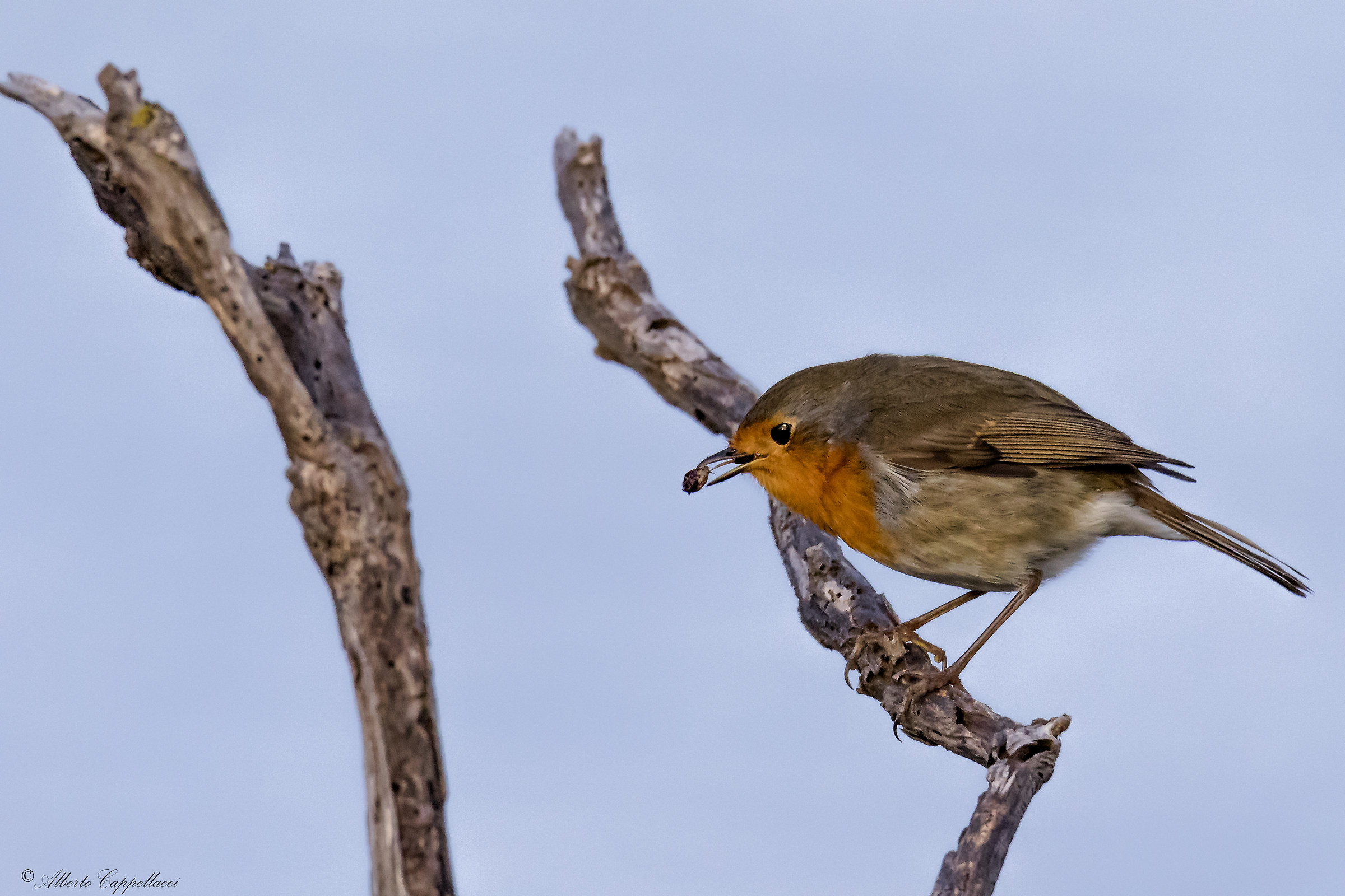 Pettirosso espulsione borra