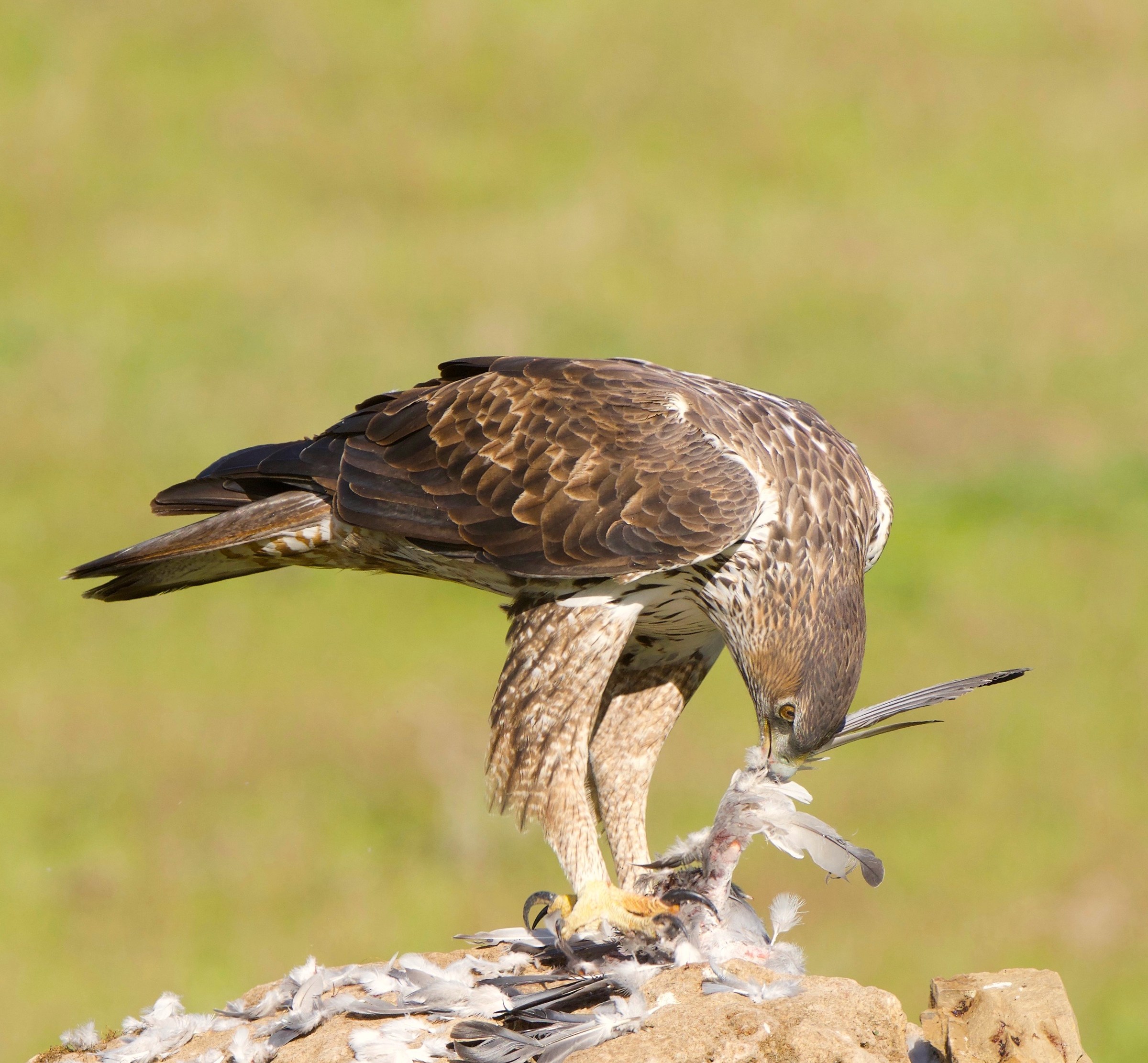 Bonelli's Eagle of pigeon carcass