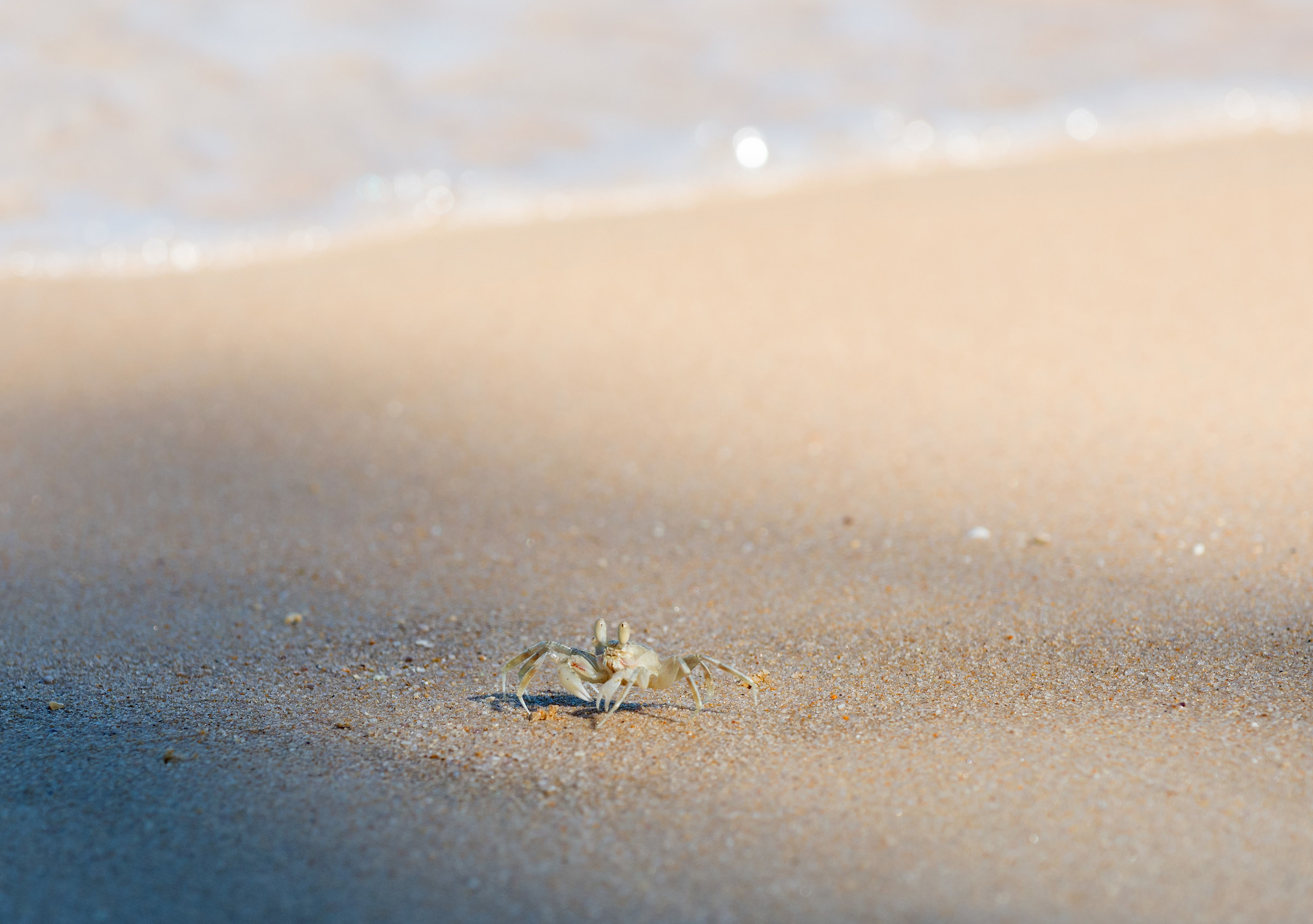 Little crab in Koh Phayam Island