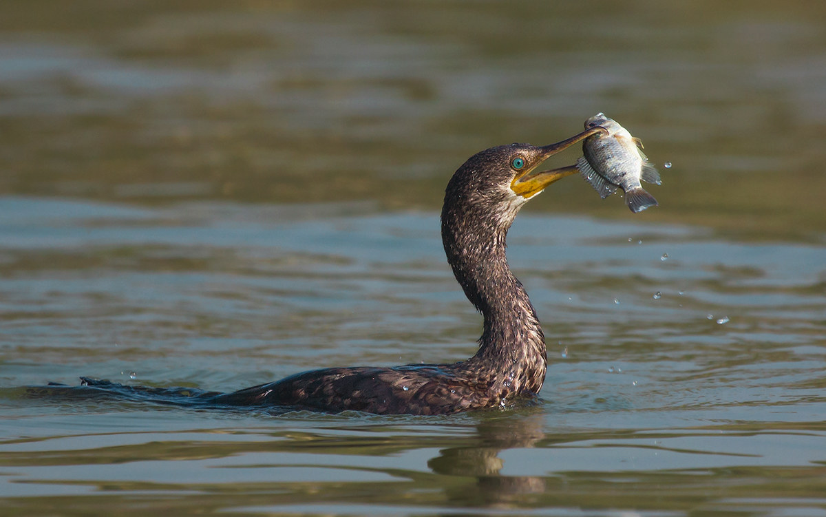 Greater Cormorant with fish.