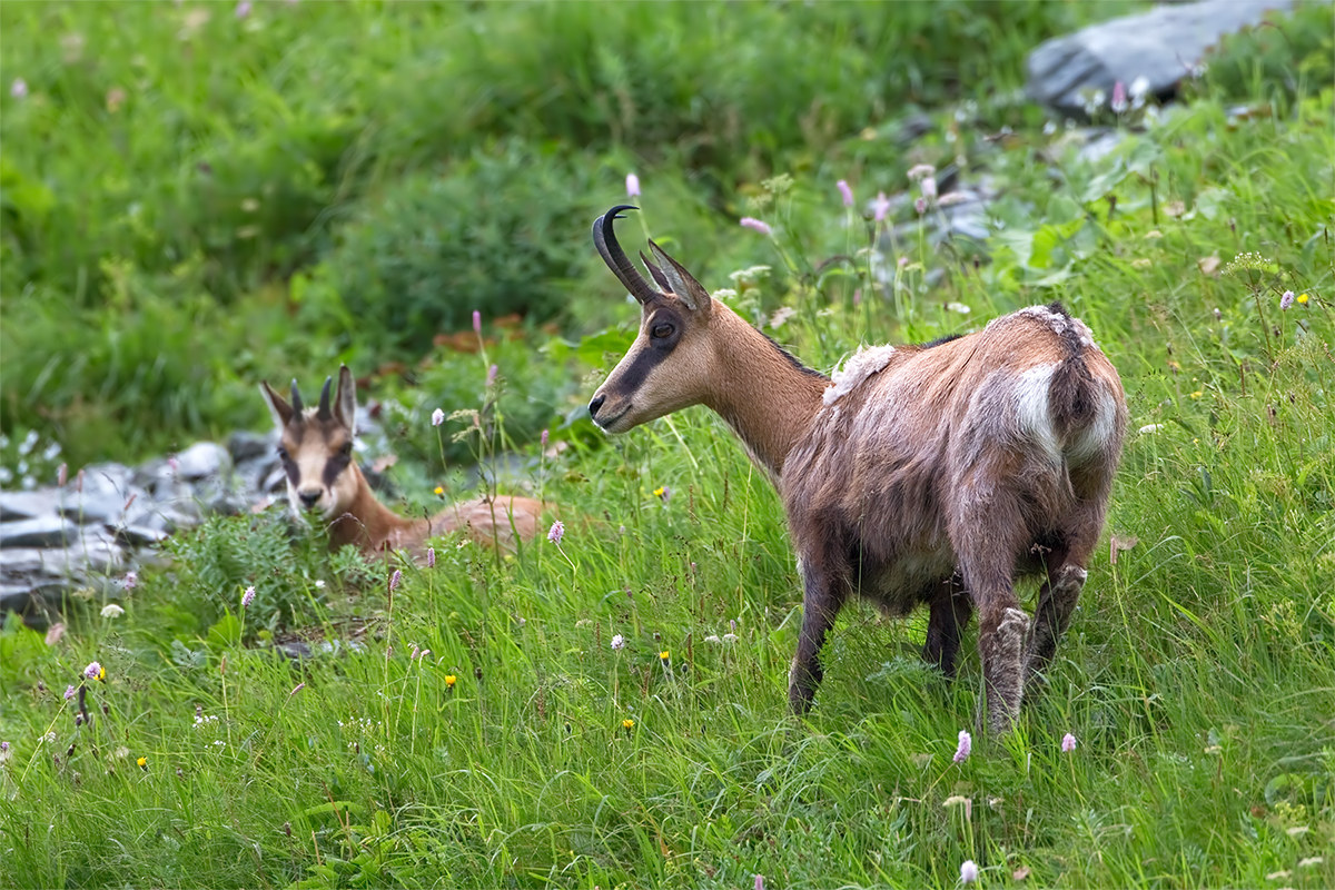 Rupicapra rupicapra ssp. tatrica (Chamois) - SVK