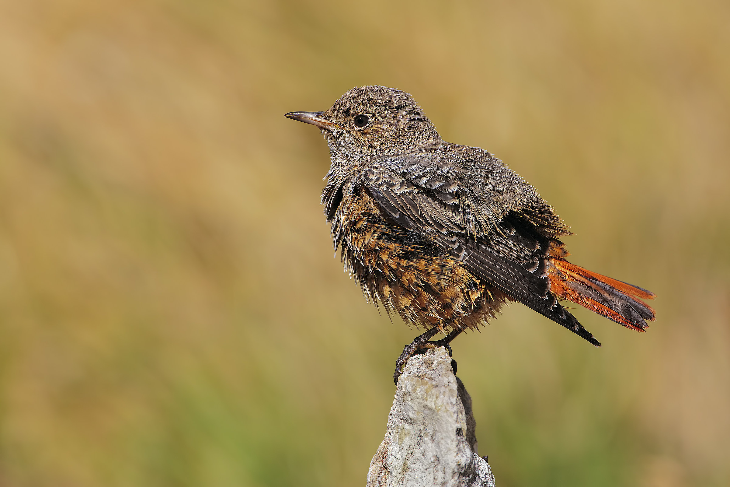 female redstart