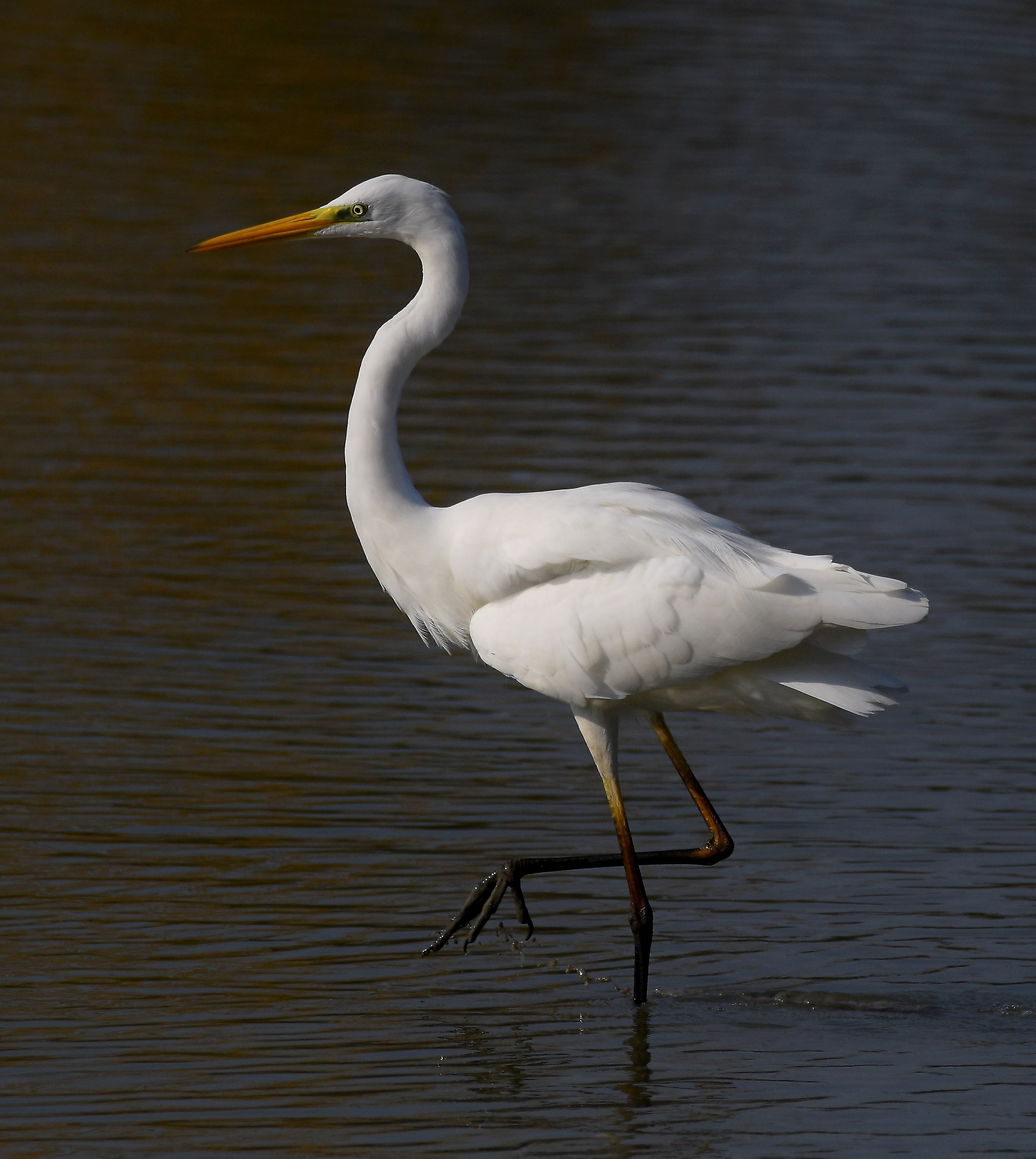 Great Egret