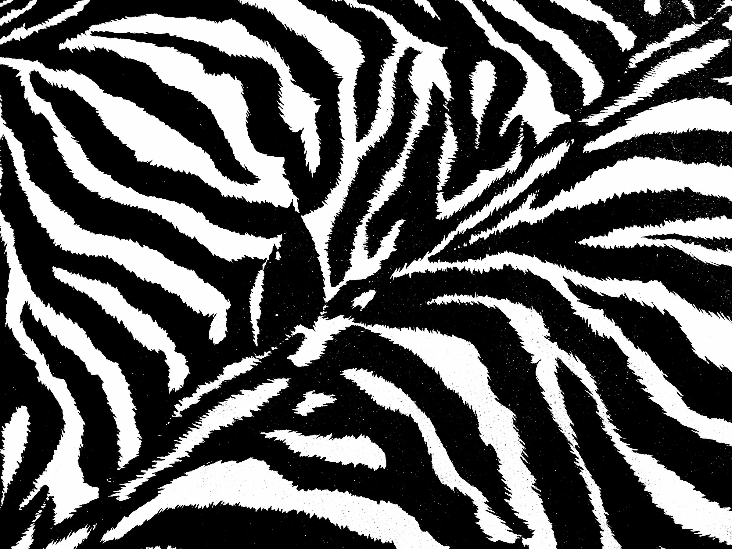 Zebras