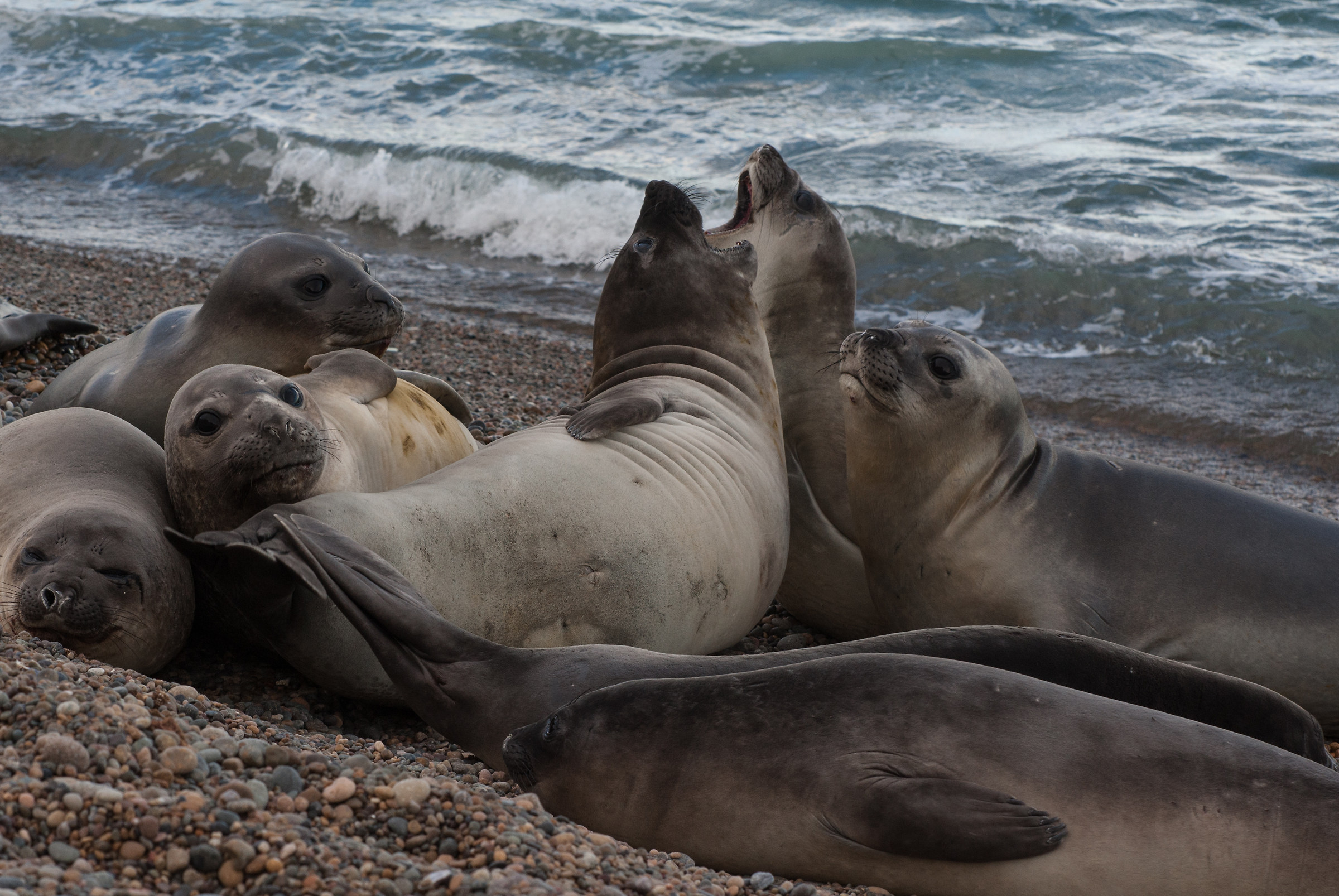 elephant seals