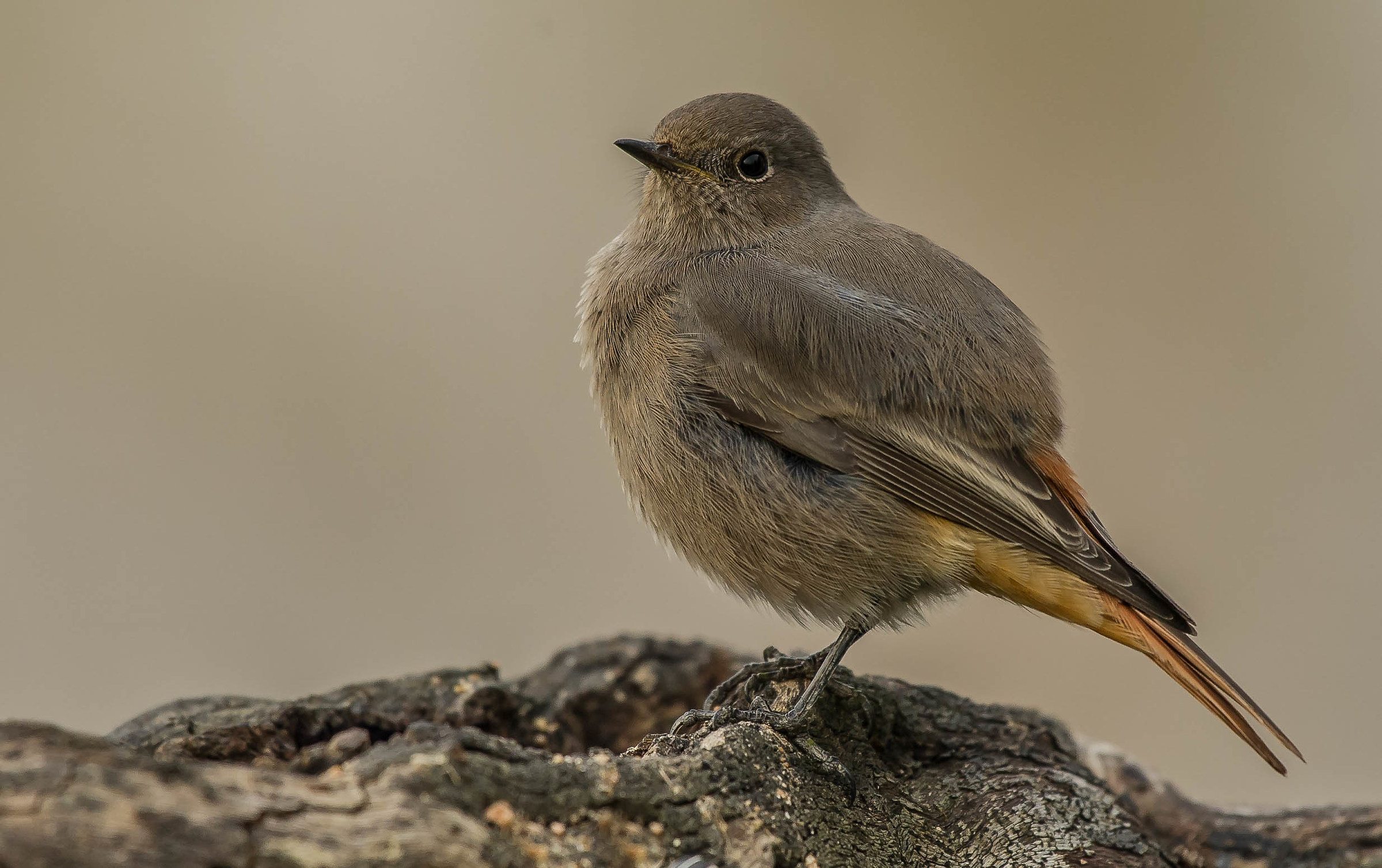 black redstart