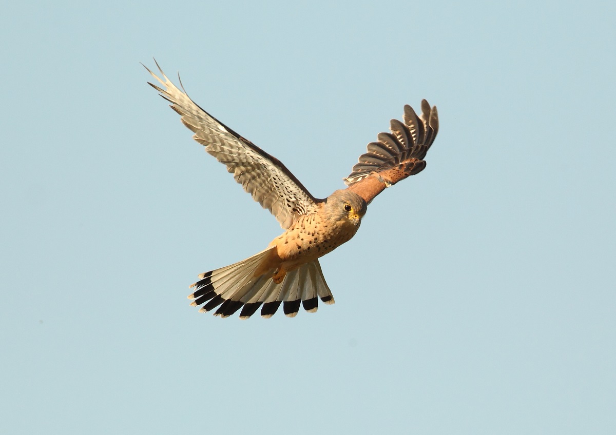 Kestrel