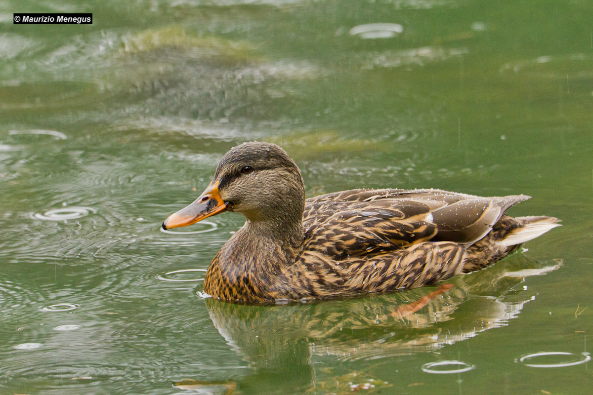 Germano Reale femmina