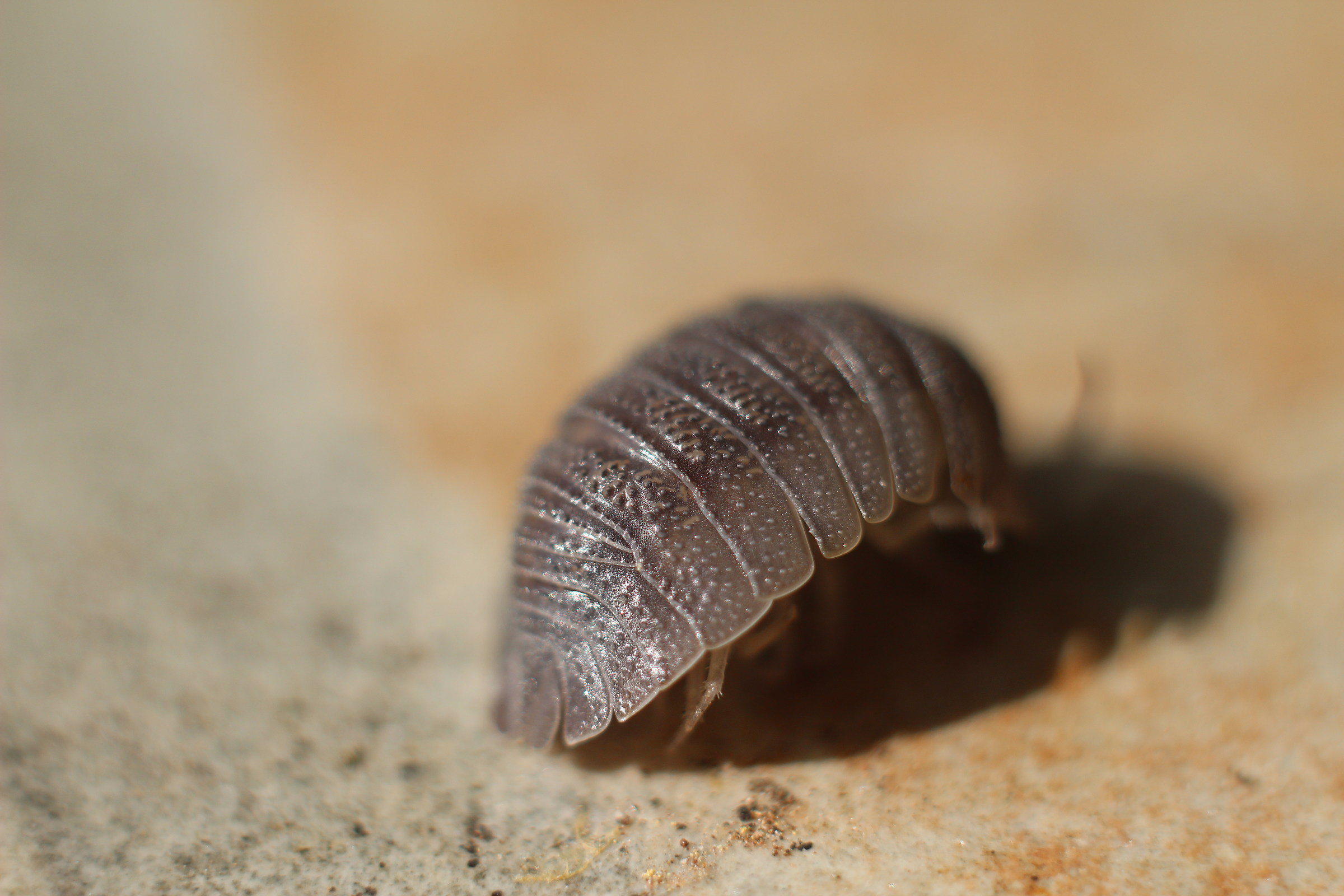 Toccata e fuga in 16 zampe