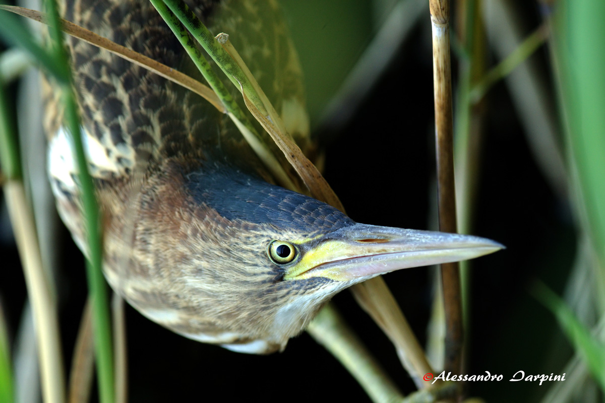 Young Bittern