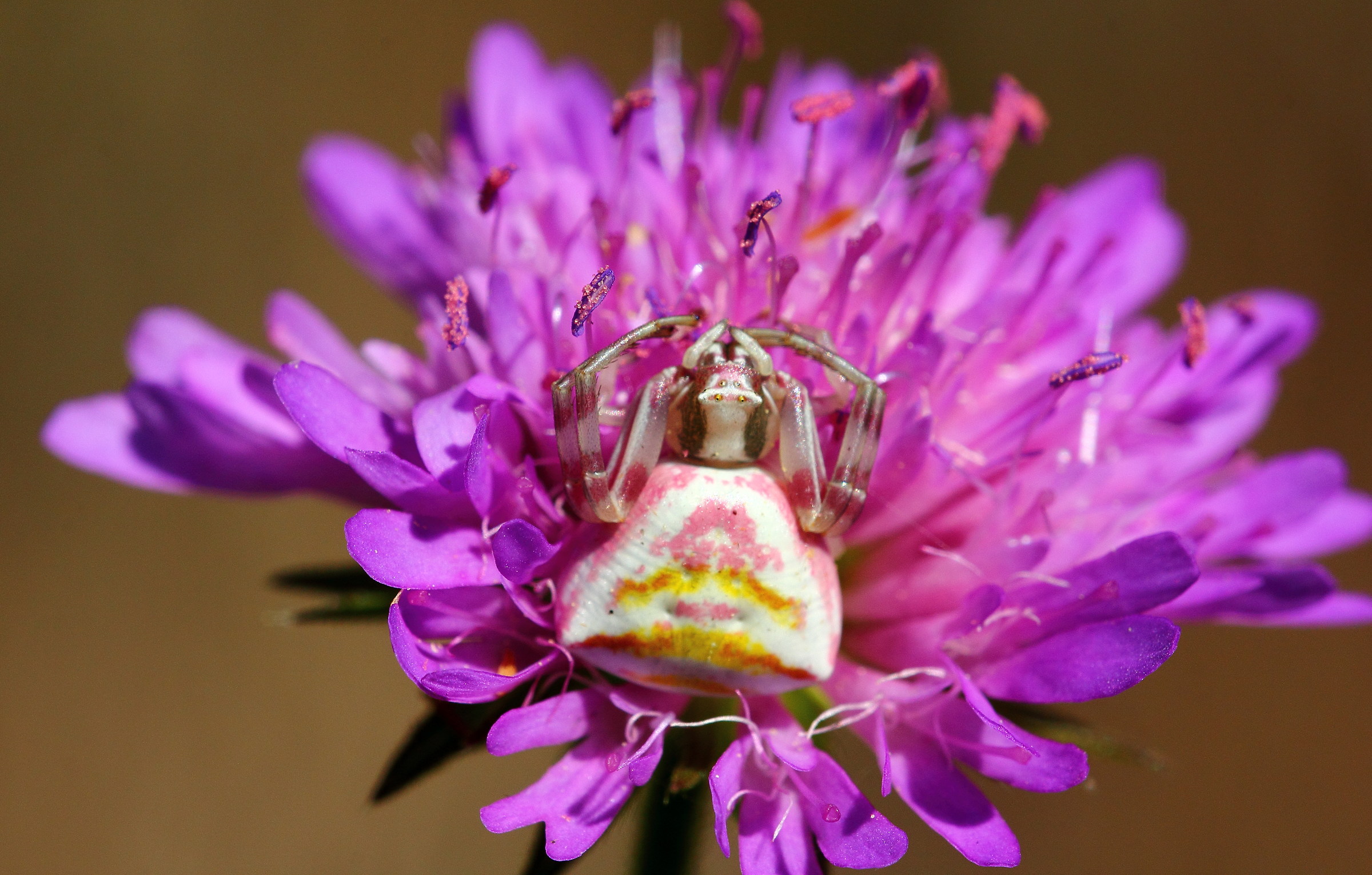 crab spider