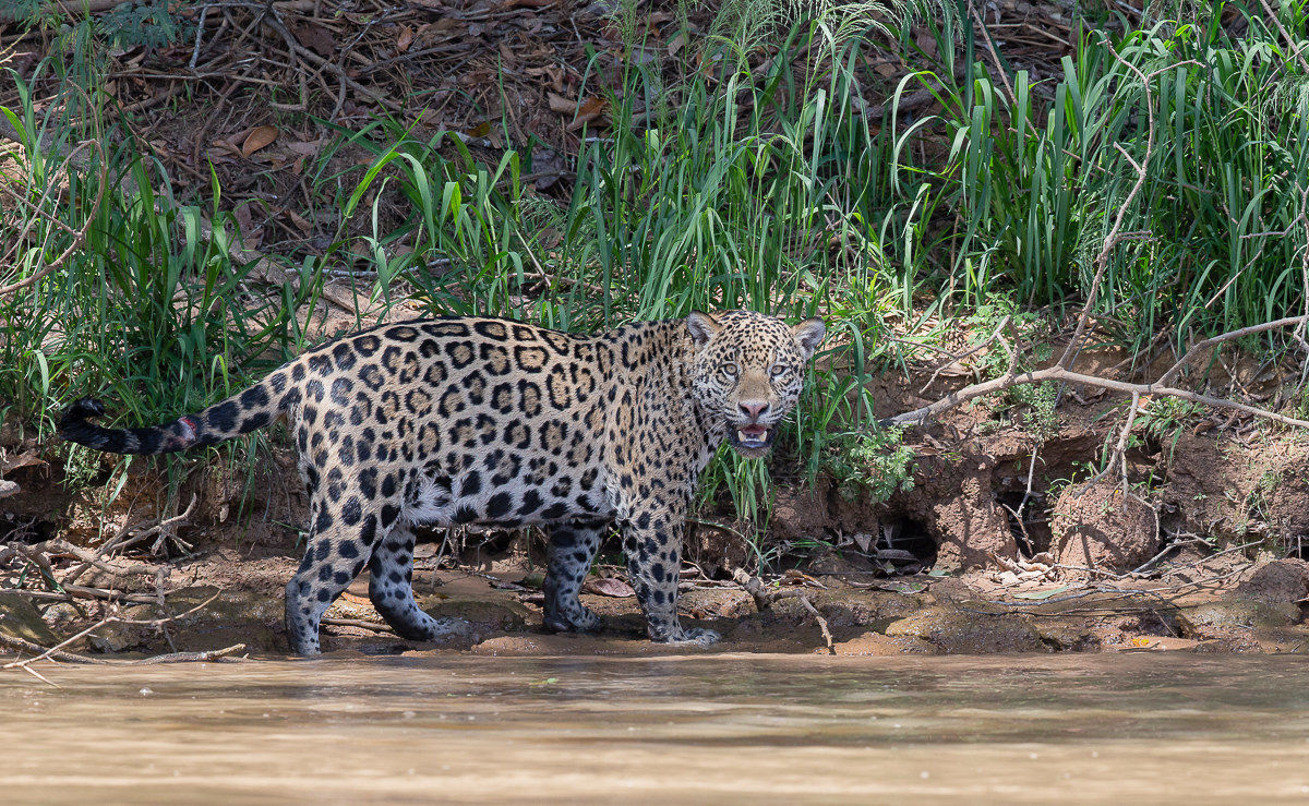 A classic of the Pantanal