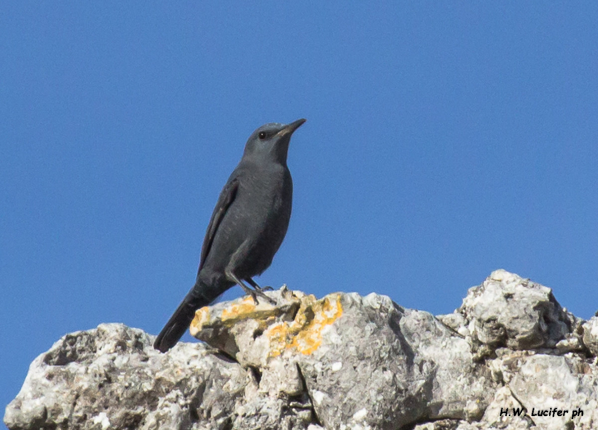 D'in su la vetta della torre antica/Passero solitario?