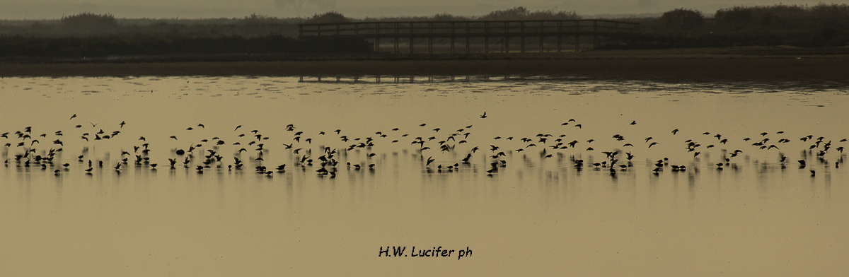 Limicoli alle Saline