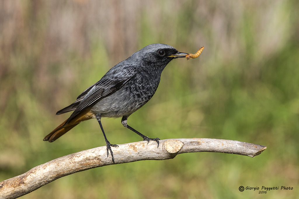 Codirossospazzacamino maschio