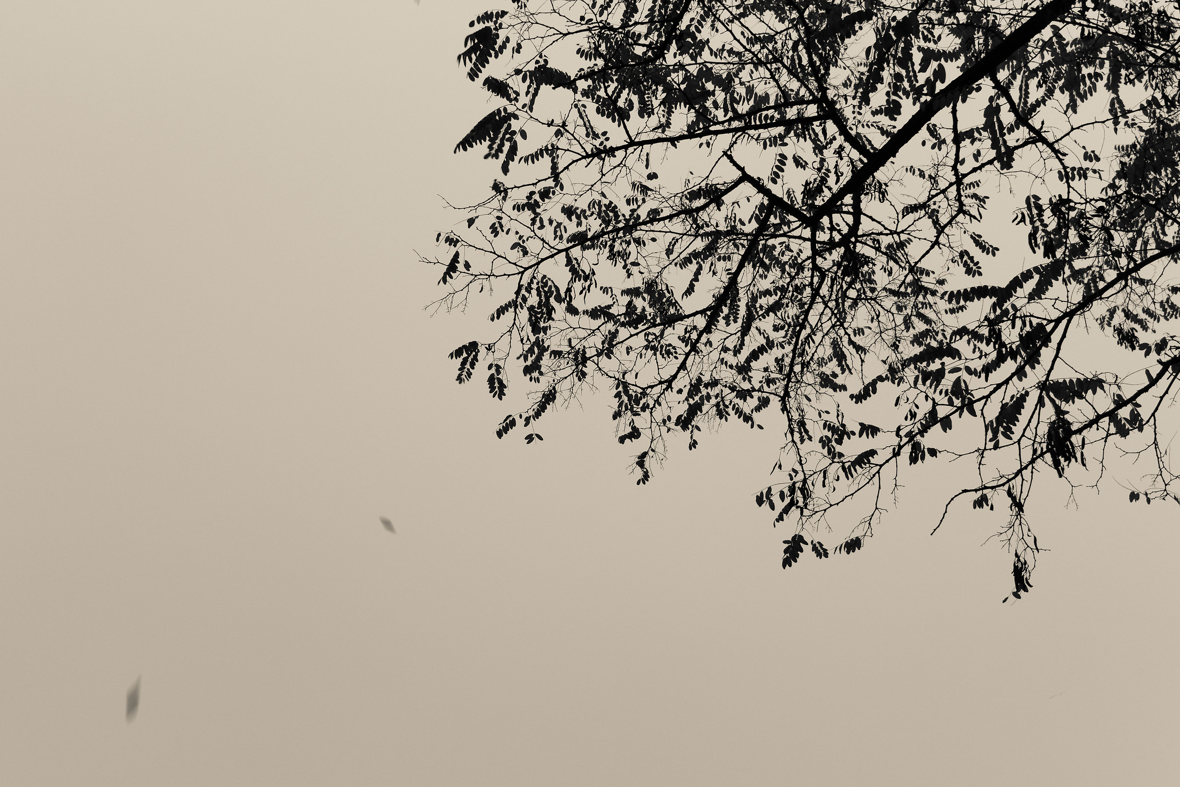 Falling leaves on a moody foggy sky