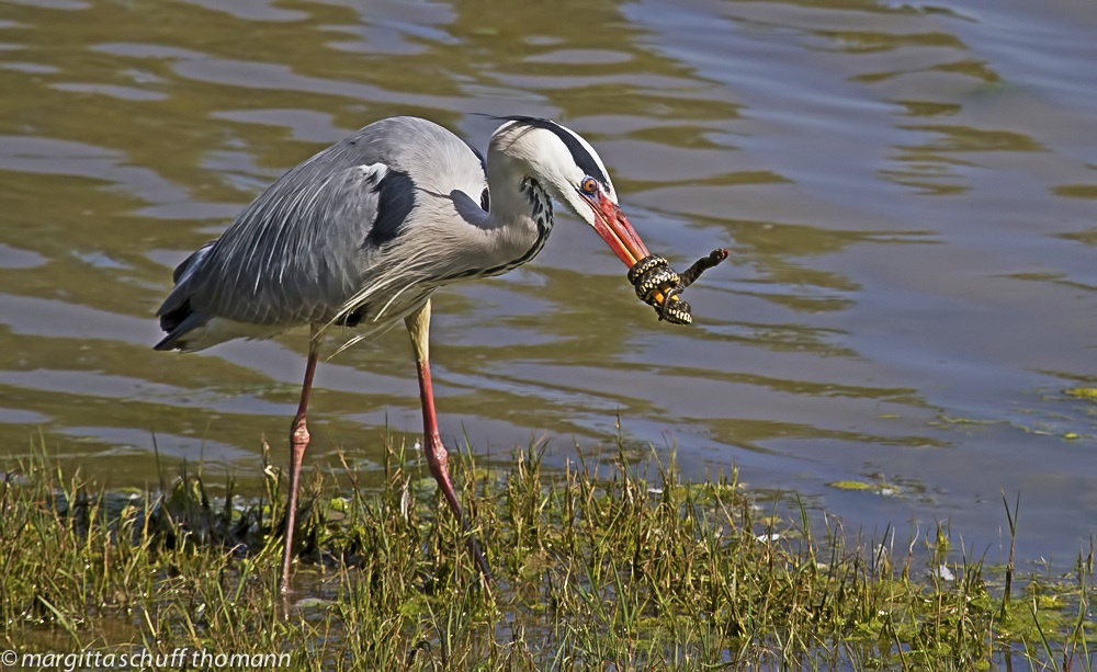 lotta di sopravivenza