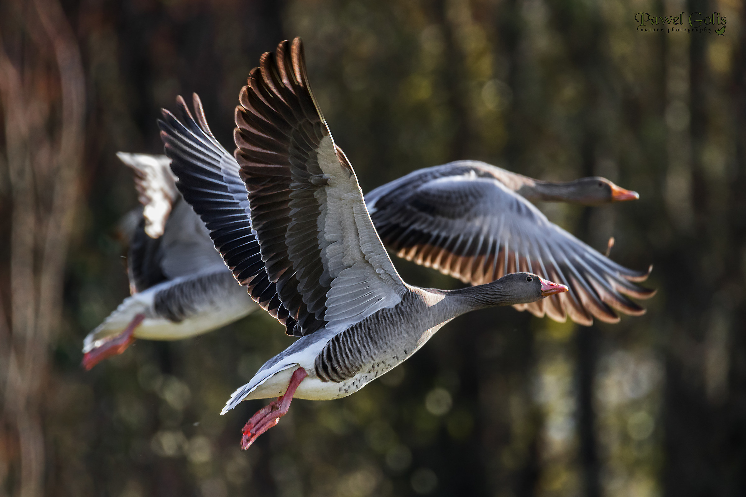Greylag gooses in Fly