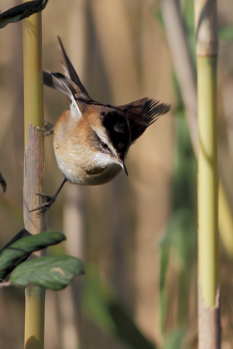 moustached warbler