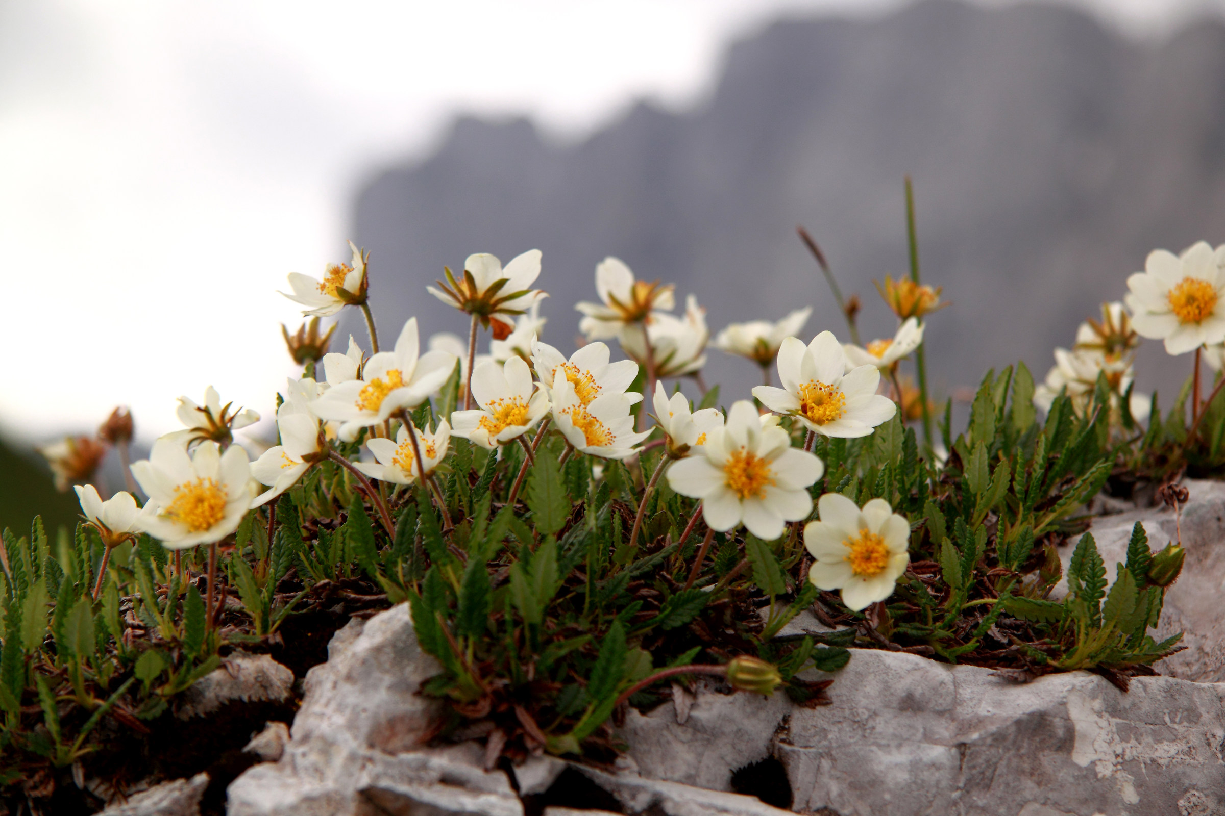 between the limestone of the Presolana