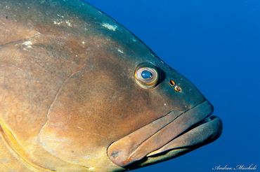 Epinephelus marginatus