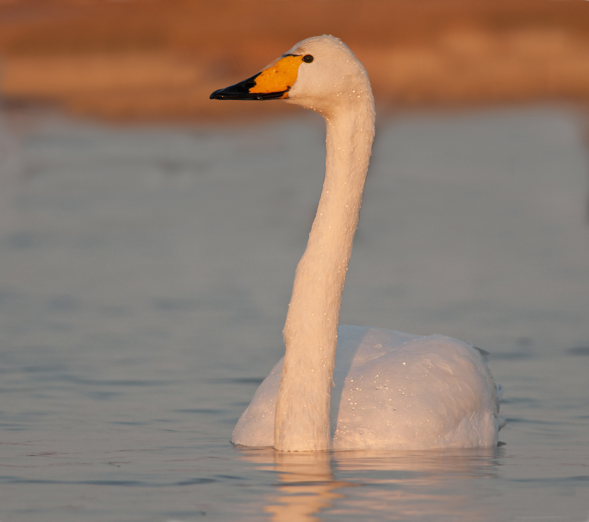 They are back again.