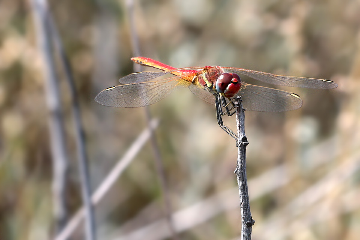 Libellula