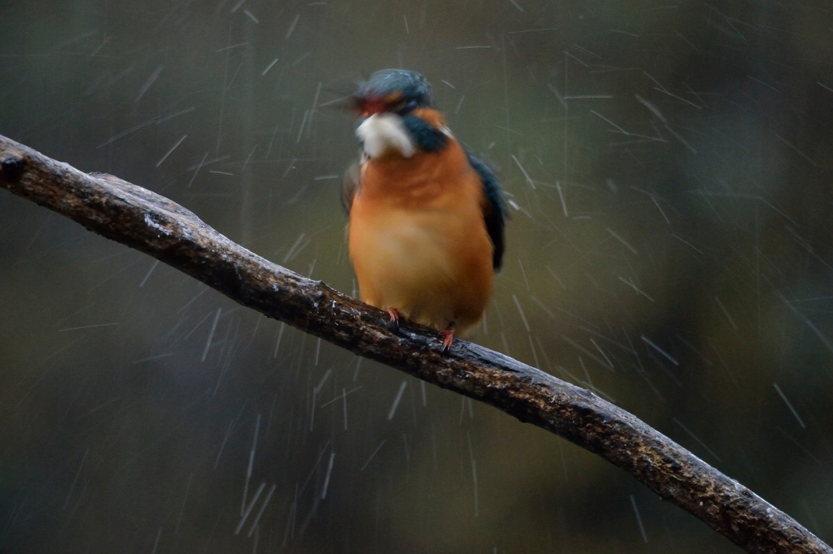 La scrollatina del Martino...
