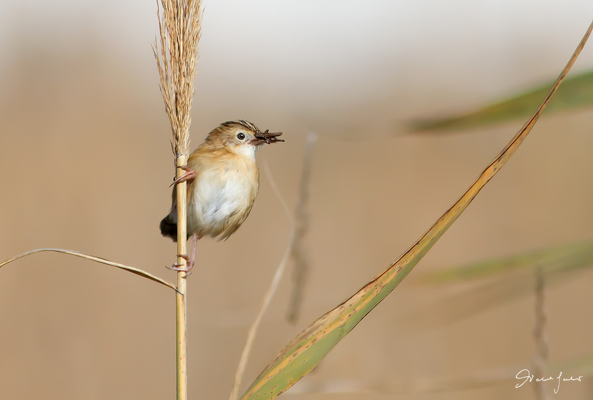 Beccamoschino with prey