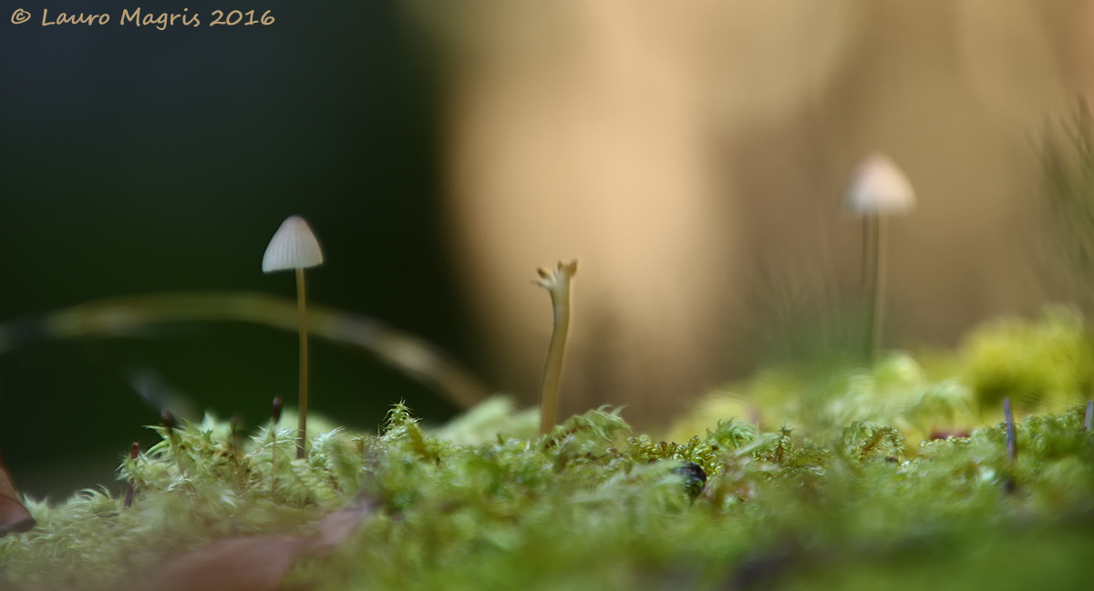 Ombrellini nel microcosmo